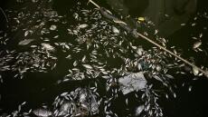 Αποκρουστικές εικόνες με χιλιάδες νεκρά ψάρια στο λιμάνι του Βόλου – Δείτε βίντεο