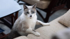 Ποιες λέξεις καταλαβαίνουν οι γάτες