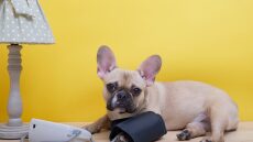 Δείτε 5 πράγματα που κάνετε και προκαλείτε άγχος στον σκύλο σας