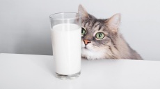 Kι όμως, αυτές οι τροφές είναι βλαβερές για τα κατοικίδιά μας