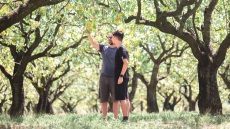 Φιστίκια: Η Ελλάδα είναι πρωταθλήτρια Ευρώπης στην παραγωγή