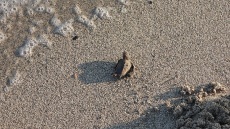 Σπάνια πράσινη χελώνα αναπαράχθηκε στη Χρυσή