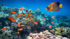 Το «παράθυρο» για να σώσουμε τους κοραλλιογενείς υφάλους κλείνει...