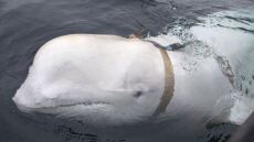 Νορβηγία: Νεκρή εντοπίστηκε η Χβάλντιμιρ, γνωστή ως η φάλαινα «κατάσκοπος» των Ρώσων