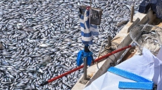 Κουρέτας: Το 99% των νεκρών ψαριών έχει απομακρυνθεί από τον Παγασητικό