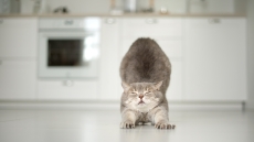Γιατί η γάτα σας τεντώνεται όταν σας βλέπει; Αυτοί είναι οι 5 λόγοι