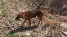 Τσακάλι βρέθηκε σε κατοικημένη περιοχή έξω από τη Λάρισα - Δείτε φωτογραφίες