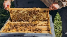Βιολογική νομαδική μελισσοκομία στις βουνοκορφές της Πελοποννήσου