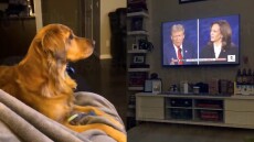"They're eating the dogs" Πώς μια παντελώς αβάσιμη δήλωση του Τραμπ προκάλεσε φρενίτιδα στα social media