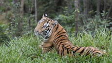 Βιετνάμ: Δεκάδες τίγρεις και λιοντάρια σε αιχμαλωσία πέθαναν στη χώρα, εντοπίσθηκε γρίπη των πτηνών