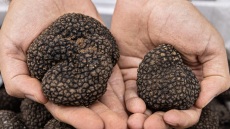 Τα αδέλφια τροφοσυλλέκτες που «κυνηγούν» άγριες τρούφες στα βουνά