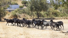 Στη Λέσβο ζουν τα περισσότερα μαύρα πρόβατα της Ελλάδας