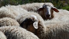 Επιβεβαιώθηκε μία εστία ευλογιάς σε εκτροφή προβάτων σε περιοχή των Σερρών 