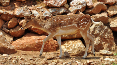 Είδαν λαθροθήρες να σκοτώνουν ελάφι και τους κυνήγησαν στη Ρόδο
