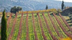 Το βιδιανό: Μια ανερχόμενη κρητική «βεντέτα»