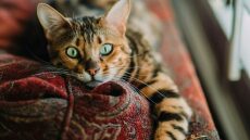 3 πράγματα που πρέπει να αλλάξετε στο σπίτι αν πάρετε γάτα