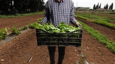 Απ’ το χωράφι του Νίκου στη Χαλκίδα, στα πιάτα του Cookoovaya