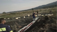 Θεσσαλονίκη: Καρέ-καρέ η διάσωση προβάτων που είχαν κολλήσει σε βάλτο