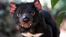 Ο διάβολος της Τασμανίας: Τι δεν γνωρίζετε για το πιο παρεξηγημένο ζώο στον κόσμο