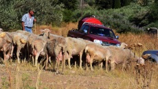 Τι προκάλεσε το νέο κύμα ευλογιάς που οδηγεί ξανά στη θανάτωση χιλιάδες ζώα