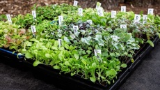 Όσα πρέπει να ξέρετε για τα φθινοπωρινά φυτέματα