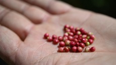 Οι άγνωστοι καρποί της Χίου: Ο πασατέμπος και το καρπόσκινο