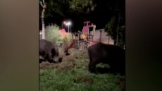 Αγριογούρουνα εισέβαλαν σε παιδική χαρά στα Πεύκα Θεσσαλονίκης - Μεγάλη ανησυχία στους κατοίκους