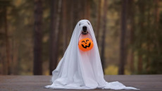 Halloween: Είναι αλήθεια ότι κάποιοι βλέπουν φάντασματα; Ποια είναι η εξήγηση που δίνουν οι επιστήμονες