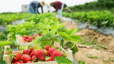 ΑΑΔΕ: Ψηφιακό «μάτι» από την εφορία στην διακίνηση προϊόντων - Τι αλλάζει από την 1η Δεκεμβρίου