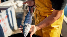 Υδράργυρος: Πόσο ασφαλείς είναι τελικά οι κονσέρβες τόνου; Η διαιτολόγος απαντά