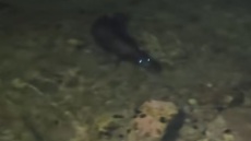 Φώκια εμφανίστηκε το ενετικό λιμάνι Χανίων - Δείτε βίντεο