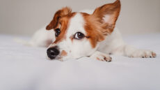 Να ποιους ήχους ακούνε οι σκύλοι