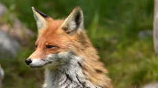 Αλεπού εμφανίστηκε στο νοσοκομείο Κορίνθου - Δείτε φωτογραφία