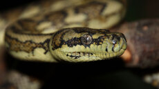 Οικογένεια στη Λαμία βρήκε φίδι μέσα στο κλουβί του καναρινιού 