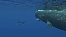 Φάλαινες προστάτευσαν δύτη από επίθεση λευκοπτέρυγου καρχαρία στον Μαυρίκιο - Δείτε βίντεο