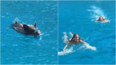 Ιθάκη: Αγριογούρουνο πήρε στο κυνήγι δύο τουρίστριες μέσα στη θάλασσα - Δείτε βίντεο