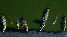 Οι ισραηλινές Aρχές σφαγίασαν πάνω από 200 κροκόδειλους σε φάρμα στην κατεχόμενη Δυτική Όχθη - «Δεν είχαν να φάνε, έτρωγαν ο ένας τον άλλο»