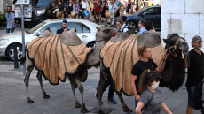 Έβγαλαν τις καμήλες στους δρόμους της Βουδαπέστης σε μια κινητοποίηση ευαισθητοποίησης για την ξηρασία
