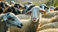 «Πόλεμος δέκα ημερών» για να ανακοπεί η διάδοση της ευλογιάς στα αιγοπρόβατα - Κινδυνεύουμε με lockdown, είπε ο Τσιάρας 