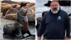 Καταζητείται άνδρας που αποκεφάλισε φώκια στην Καλιφόρνια 