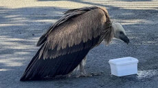 Διάσωση γυπαετού στο Ηράκλειο, πολίτες του έδωσαν νερό και ειδοποίησαν τις Αρχές – Δείτε φωτογραφίες