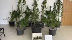 Φωκίδα: Συνελήφθη άνδρας για ναρκωτικά - Εντοπίστηκαν 11 δενδρύλλια κάνναβης σε γλάστρες