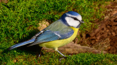 Η Δαδιά ξαναγεννιέται από τις στάχτες της: Ο σπίνος, ο καλόγερος, η γαλαζοπαπαδίτσα, το κοτσύφι και ο φλώρος επιστρέφουν στο δάσος
