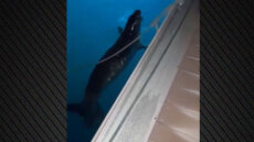 Εμφανίστηκε φώκια κοντά σε πλωτή προβλήτα στο λιμάνι του Άστρους, δείτε βίντεο