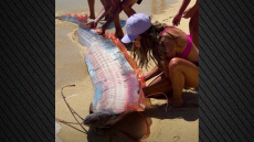 Δύο σπάνια ψάρια της «αποκάλυψης» ξεβράστηκαν σε παραλία στο Μεξικό, δείτε βίντεο