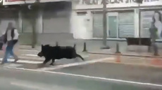 Αγριογούρουνο εισέβαλε σε πολυσύχναστο δρόμο της Τουρκίας και άρχισε να τρέχει τραυματίζοντας τρία άτομα, δείτε βίντεο
