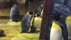 Γκέι πιγκουίνοι «απήγαγαν»  μωρό πιγκουινάκι, όταν το άφησαν μόνο οι γονείς του!