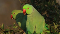 Γιατί αυξήθηκαν οι παπαγάλοι στα πάρκα της Αθήνας;
