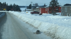Καναδάς: Έκκληση βοηθείας από χωριό λόγω εισβολής... φωκιών