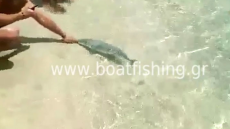 Βίντεο: Λαγοκέφαλος δάγκωσε λουόμενο στην Κάρπαθο 